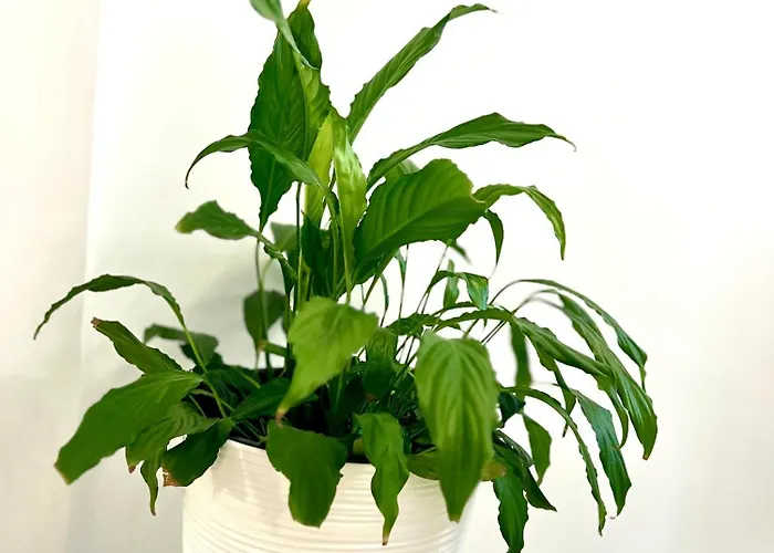 Apartmán Osapart Malevich In The Complex Great Britain