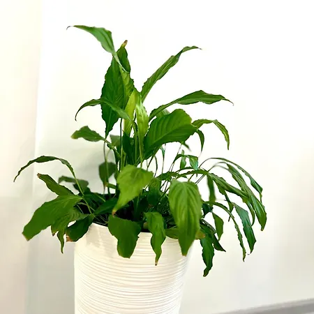 Apartman Osapart Malevich In The Complex Great Britain