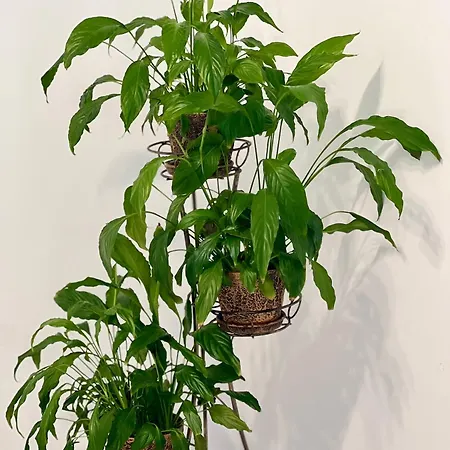 Osapart Malevich In The Complex Great Britain *