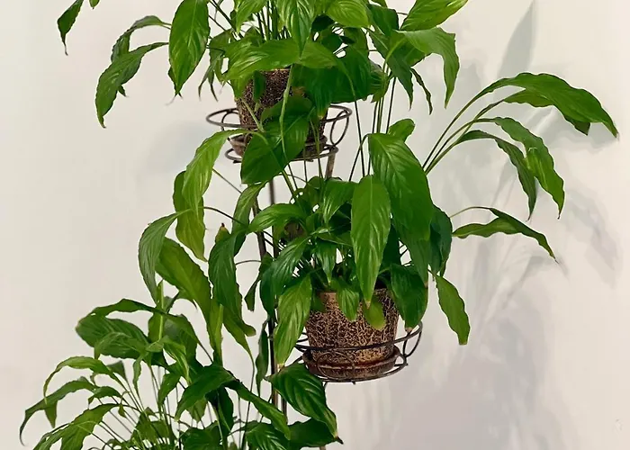 Osapart Malevich In The Complex Great Britain *